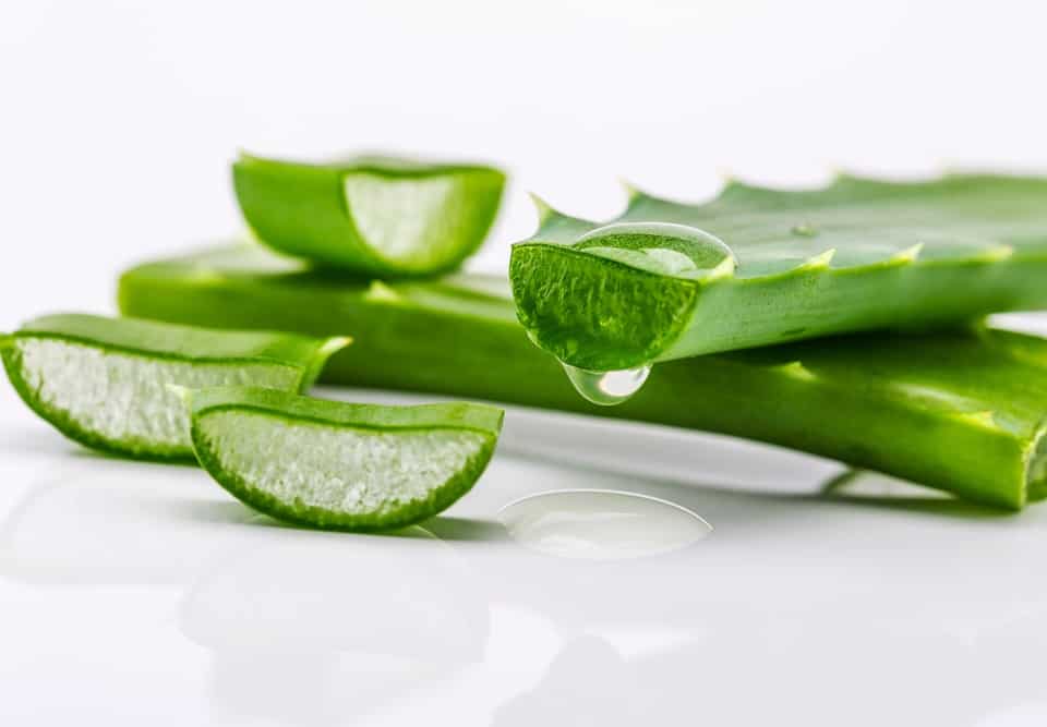 Aloe,Sliced,,Isolated,On,A,White,Background