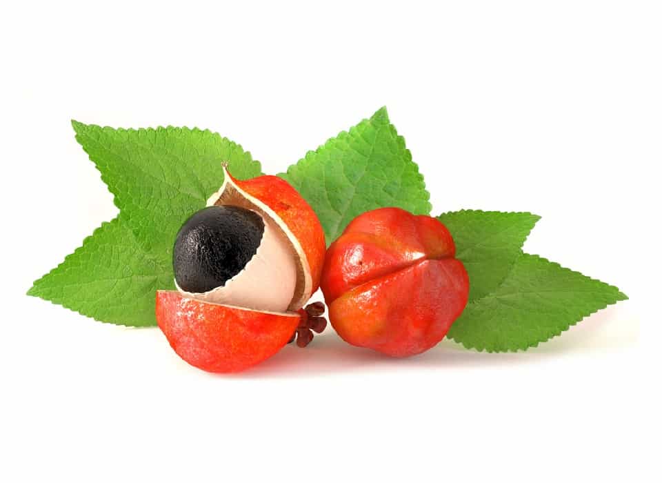 Guarana,,3d,Ingredient