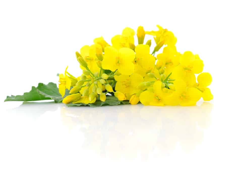 Mustard,Flower,Blossom,,Canola,Or,Oilseed,Rapeseed,,Close,Up,,