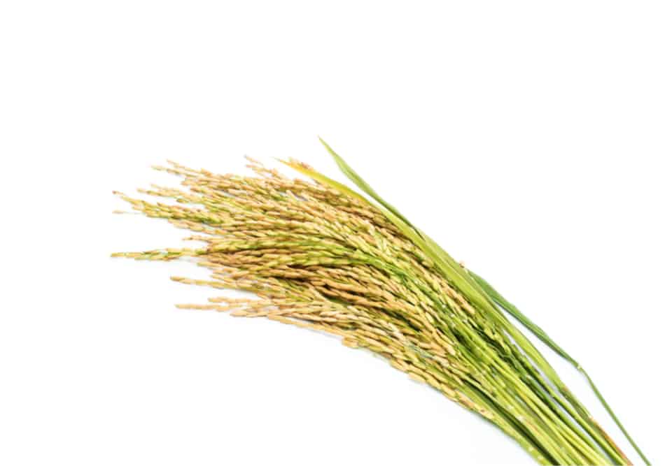 rice powder