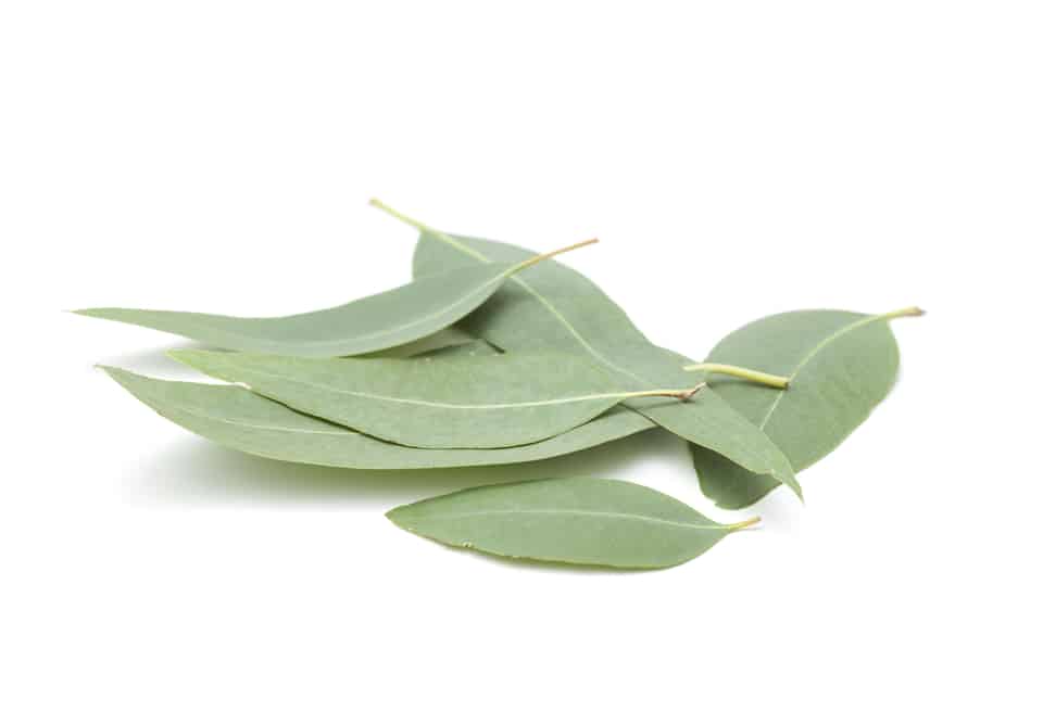 eucalyptus