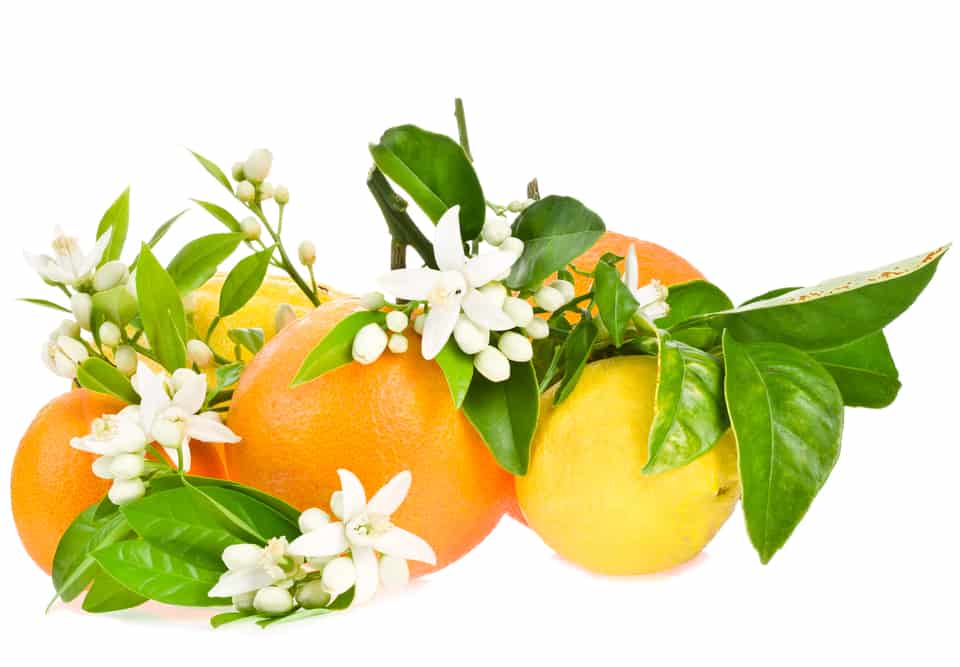 orange blossom