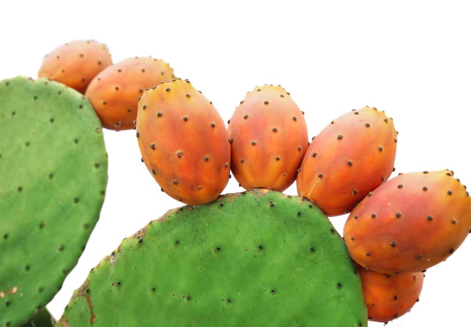 prickly pear