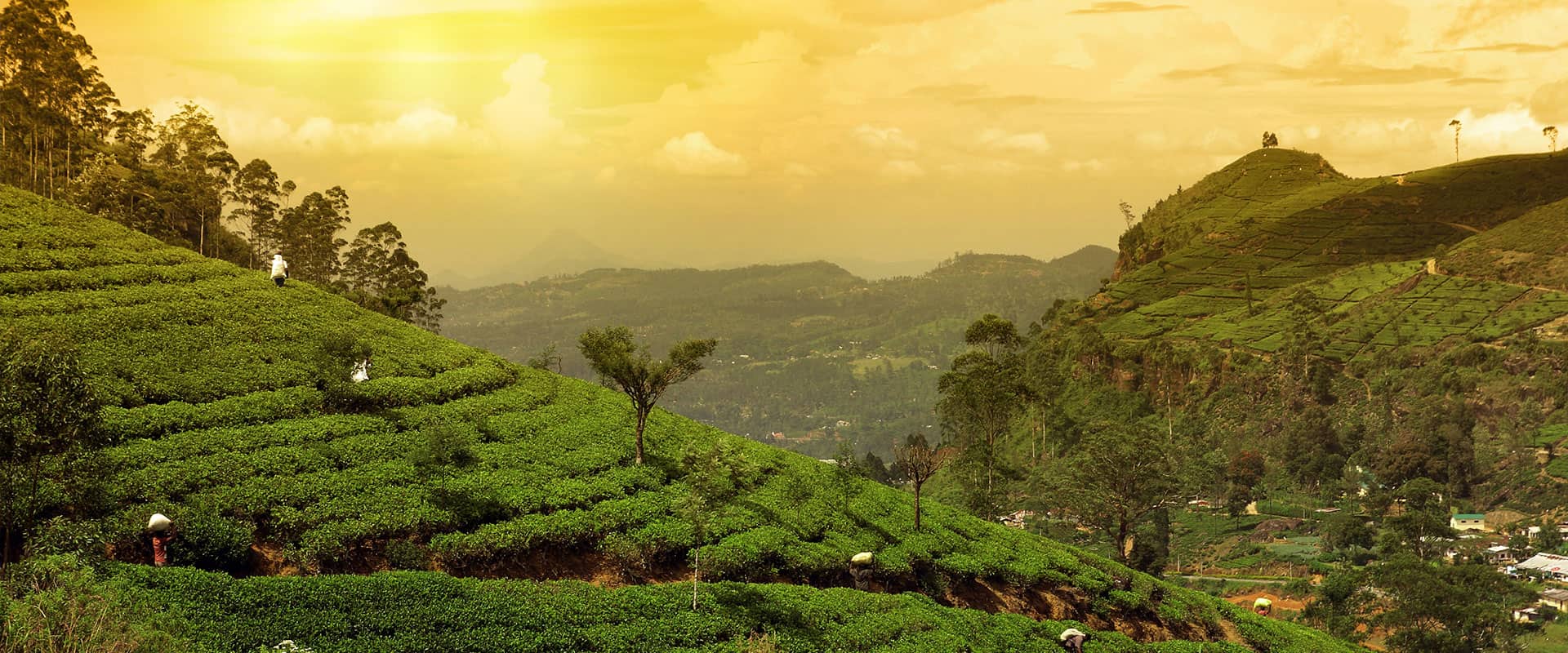 Journey to the Route of Darjeeling - Green Tea & Ginger